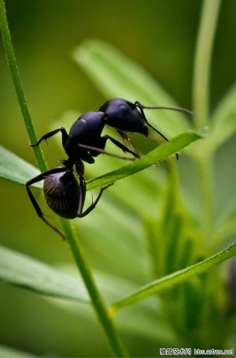 黑蚂蚁的做法